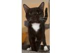 Adopt Rigatoni a Tuxedo, Domestic Short Hair