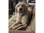 Dee Dee Goldendoodle Adult Female