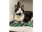 Opal Domestic Shorthair Young Female