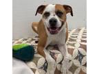 Adopt Chance a Mixed Breed