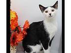 Sushi XIII Domestic Shorthair Young Female