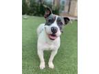 Adopt HOLDEN a Pit Bull Terrier, Mixed Breed