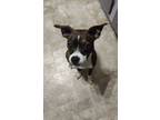 Adopt Gravy ~Has Multiple Adoption Requests~ a Boston Terrier
