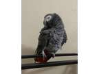 Charming african grey parrots available