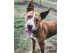 Adopt Makks Ark The Most Loving Boy a Pit Bull Terrier, American Staffordshire