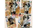 Adopt Dundee a Australian Shepherd