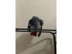 Well trained african grey parrots available