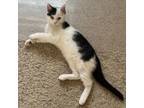 Adopt Suede LaGiglia a Extra-Toes Cat / Hemingway Polydactyl