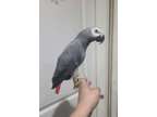 Stunning sweet african grey parrots available