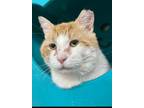 Adopt Dr. Rob a Domestic Short Hair