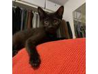 Adopt Louis Daniel -Valdosta- EF a Domestic Short Hair