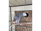 Quality lovely african grey parrots available