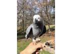 Brave healthy african grey parrots available