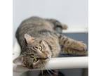 Adopt Marco a Domestic Short Hair