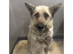 Adopt Fava a German Shepherd Dog