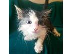 Adopt Dragon a Domestic Short Hair