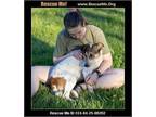 Adopt Theo a Jack Russell Terrier, Australian Cattle Dog / Blue Heeler