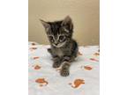 Adopt Hootie (bonded w/ Chewie) a Domestic Short Hair