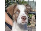 Adopt Josh a Brittany Spaniel