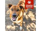 Adopt Willie - A Smiley Boy! Loves his people! - $50 Adoption Special!