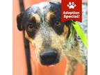 Adopt Goofy- LOVES dogs, people and treats! a Australian Cattle Dog / Blue
