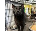 Adopt Mutton a Domestic Short Hair