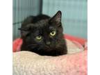 Adopt Sour Patch a Domestic Long Hair