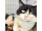 Adopt Outlaw a Domestic Short Hair