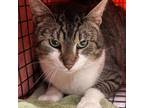 Adopt Wooden Plank a Domestic Short Hair