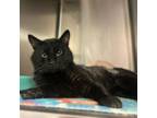 Adopt Baja Blast a Domestic Short Hair