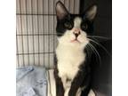 Adopt Tux a Domestic Short Hair