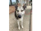 Adopt Jerry a German Shepherd Dog, Siberian Husky