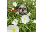 Adopt Cookie a Shih Tzu