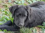 Adopt Baloo a Standard Poodle, German Shepherd Dog