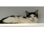 Adopt Marty a Domestic Short Hair