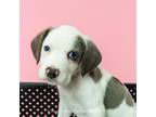 Adopt Pigpen a Beagle