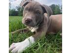 Adopt Whistle Pig WM a American Staffordshire Terrier