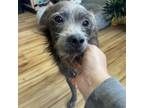 Adopt Jerry a Norfolk Terrier, Mixed Breed