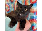 Adopt Spitfire a Domestic Medium Hair