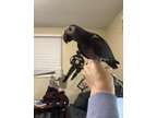 Family raised african grey parrots for family