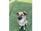 Adopt Bevo a German Shepherd Dog