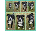 Adopt Sylvester (Raider) CFS 240011170 a Pit Bull Terrier