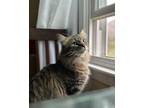 Adopt Oppenheimer - In Foster Home a Domestic Medium Hair
