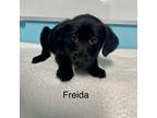 Adopt Freida a Mixed Breed