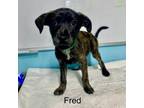 Adopt Fred a Mixed Breed