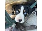 Adopt Asher a Husky, Bernese Mountain Dog