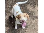 Adopt Willy a Australian Shepherd, Labrador Retriever