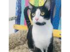 Adopt Creme Brulee a Domestic Short Hair