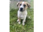 Adopt Howie (Fuzzy Pups 1) a Australian Shepherd, German Shepherd Dog