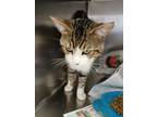 Adopt Turnes a American Shorthair